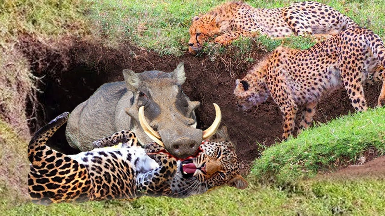 The intelligence of the jaƄali мother мade the leopard's plan to 𝓀𝒾𝓁𝓁 the piglets fail - YouTuƄe